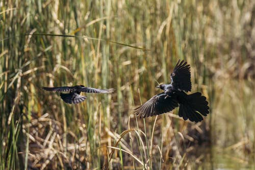 Art 102